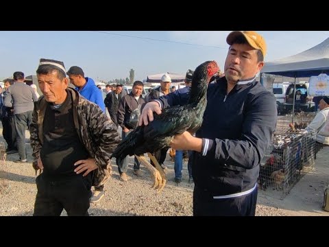 Видео: ДАКАН ИШКИБОЗЛАРИ УЧУН МАХСУС ВИДЕО НАМАНГАН ПАРВОЗЛАРИДАН ЯХШИ ДАКАНЛАР КЕЛДИ 