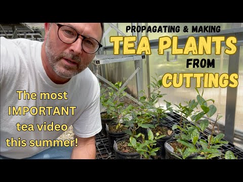 Видео: Изготовление черенков из чайных кустов — как размножать!