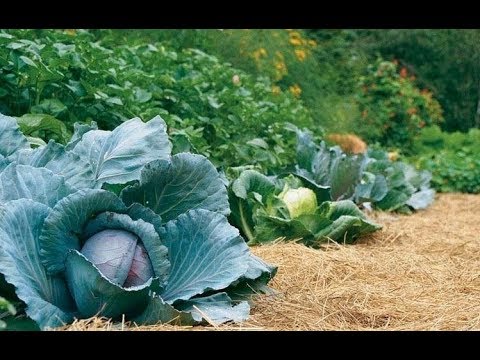 Видео: Огород без полива. Создаём бесполивный огород. Ч. 1.