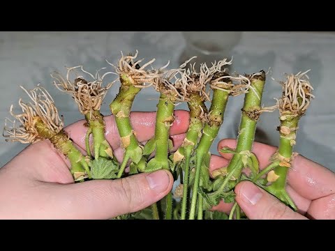 Видео: ЖАЛЕЮ, ЧТО не укореняла ГЕРАНЬ так раньше, корни лезут быстро и щеткой #