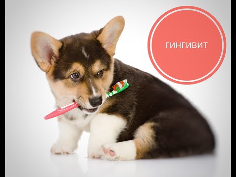 Видео: Гингивит