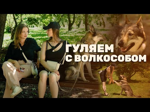 Видео: Гуляем с волкособом #3: Лера и Рокки | Интервью с хозяйкой волчака
