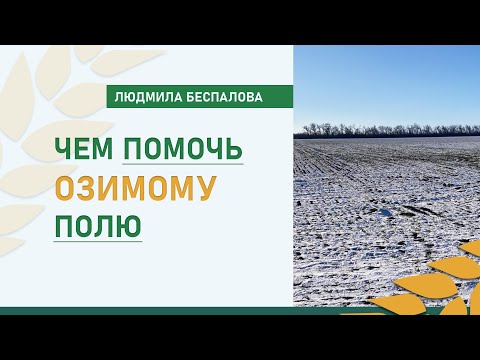 Видео: Чем помочь озимому полю | Рекомендации академика РАН Людмилы Беспаловой