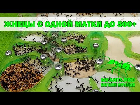 Видео: С одной матки до 500+ Жнецов (Messor structor)