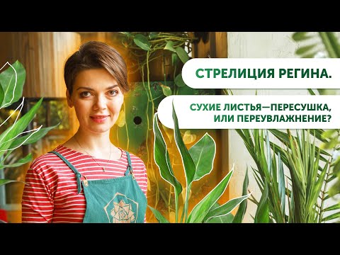 Видео: Стрелиция Регина. Сухие листья—переувлажнение, или пересушка?