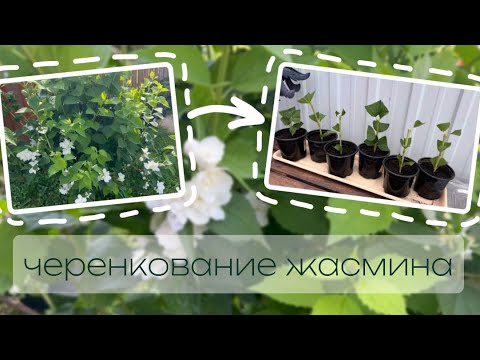 Видео: ЧЕРЕНКОВАНИЕ Жасмина🍃| Как ПРАВИЛЬНО это делать? | Как РАЗМНОЖИТЬ жасмин черенками | Дом для души