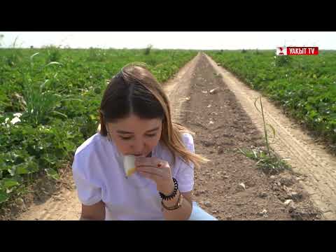 Видео: ҚАМБА: ҚАУЫН ТЕРІМІ