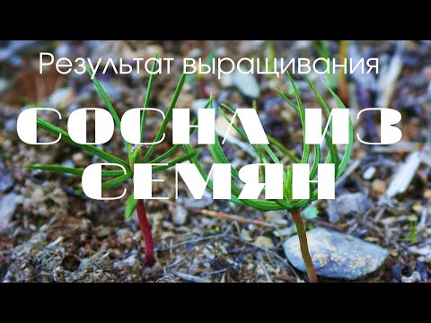 Видео: РЕЗУЛЬТАТ ВЫРАЩИВАНИЯ СОСНЫ ИЗ СЕМЯН