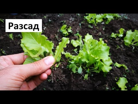 Видео: Разсад Къдрава Маруля