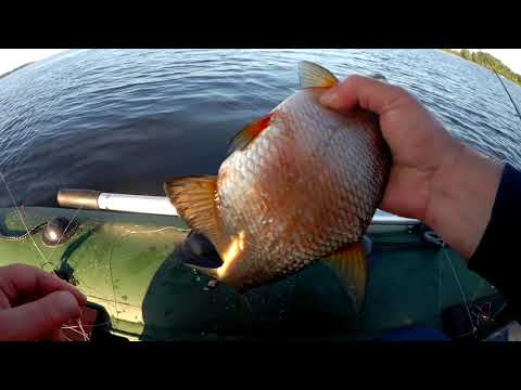 Видео: Ловля леща на кольцо. Рыбалка в Саратовской области.03.07.2021 г.