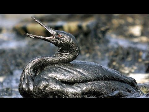 Видео: Экологическая катастрофа в Анапе глазами добровольца