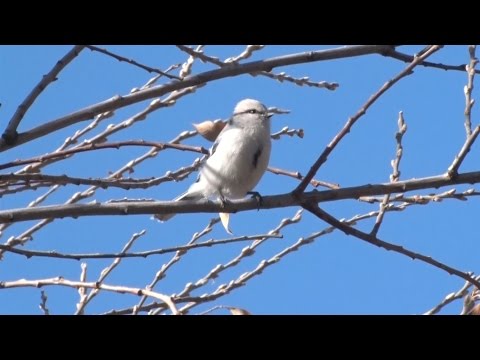 Видео: Заповедники Казахстана. Зимующие птицы