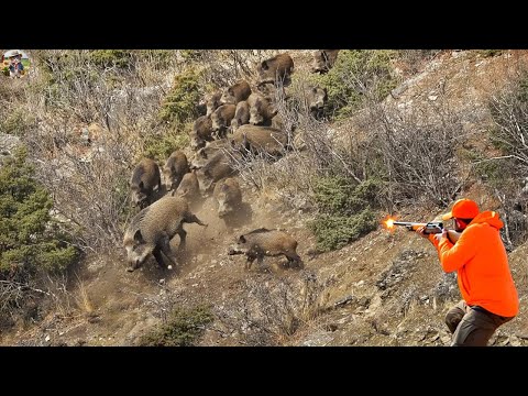 Видео: НЕТ ВЫХОДА! Ужасающий побег диких кабанов — самая опасная охота на кабана #wildboar