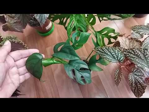 Видео: Новинки 🌿🌺 Цветочные новости ♥️🌿