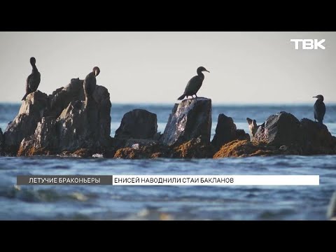 Видео: Бакланы устроили нашествие на реки Красноярского края