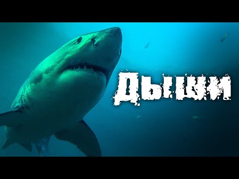 Видео: АКУЛЫ РЯДОМ, КИСЛОРОД НА ИСХОДЕ, КТО ИЗ ДАЙВЕРОВ ВЫБЕРЕТСЯ ЖИВЫМ? // Триллер, Драма. Дыши
