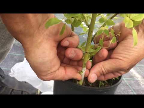 Видео: Окулировка или прививка глазком