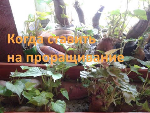 Видео: Когда высаживать батат на проращивание