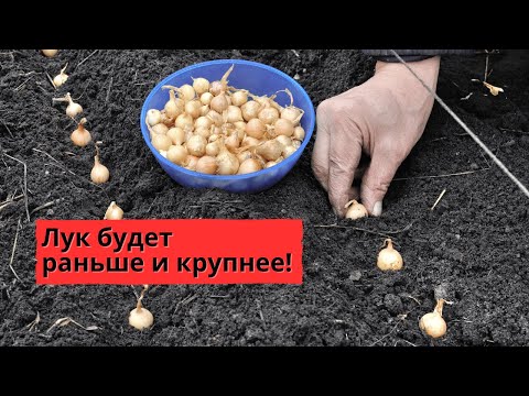 Видео: Осенняя посадка лука севка! Все тонкости.
