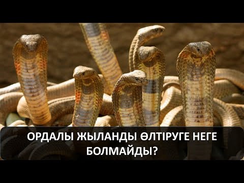 Видео: ОРДАЛЫ ЖЫЛАНДЫ ӨЛТІРУГЕ НЕГЕ БОЛМАЙДЫ? Жылан басқан Жанкент қаласы