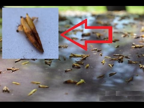 Видео: Смола на машине.  Чем отмыть следы от почек деревьев?