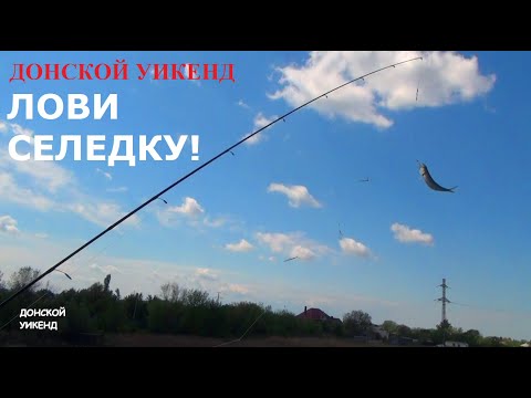 Видео: Ловим донскую селедку