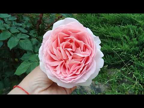 Видео: Розы которые постоянно цветут,и про обработку,чем я опрыскиваю.