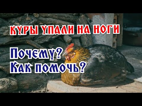 Видео: Если куры упали на ноги: в чем причина и как помочь?