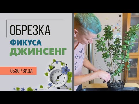 Видео: Обрезка фикуса Джинсенг. Как правильно формировать крону фикуса, чтобы получить пышный фикус.