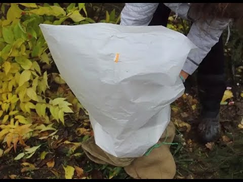 Видео: как укрыть крупнолистную гортензию
