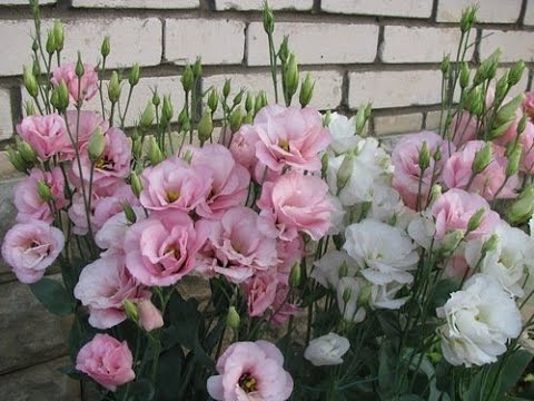 Видео: Выращиваем эустому без ошибок.Эустома всходам 14 часов.03.02.2019