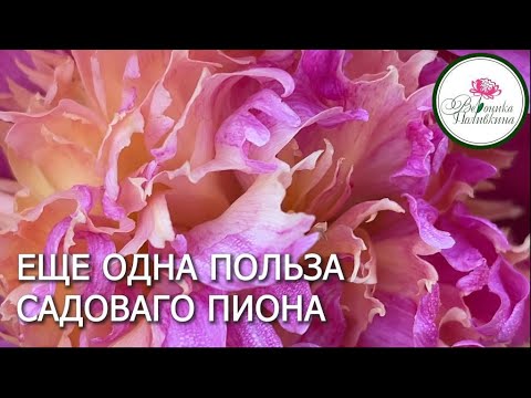 Видео: ЧАЙ ИЗ ПИОНОВ