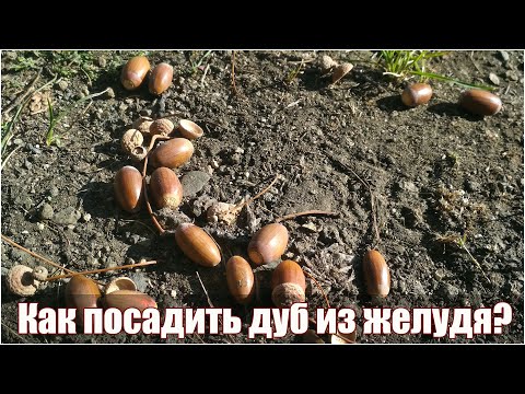 Видео: Как посадить дуб из желудя