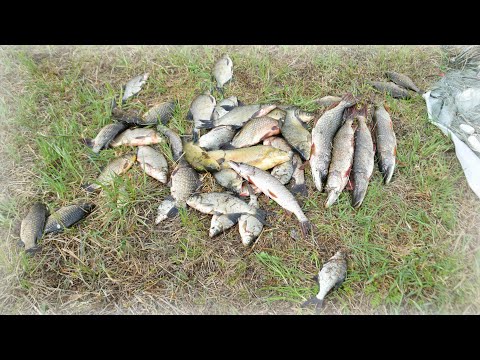 Видео: Рыбалка на сети с ночёвкой. Спал как король на именинах и рыбы наловил!