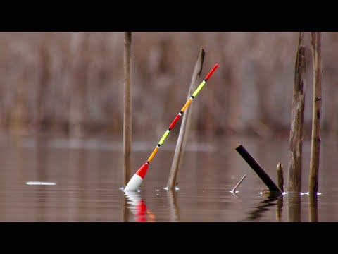Видео: КАРАСЬ ЛАПОТЬ МАССОВО ЗАХОДЕ В КАМИШ!!!