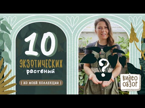 Видео: ТОП 10 экзотических растений из моей коллекции