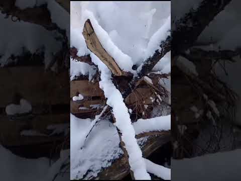 Видео: Февраль, куницы забегали