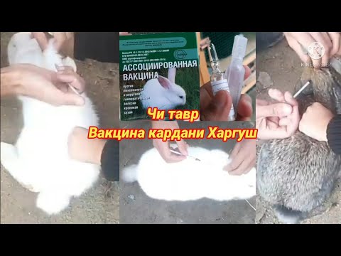 Видео: Тарзи Вакцина кардани Харгуш