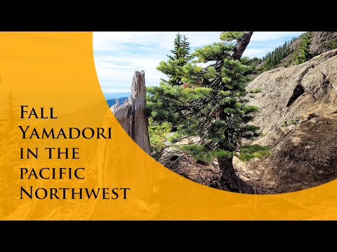 Видео: Фолл Ямадори — охота за бонсай на северо-западе Тихого океана