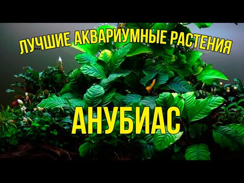 Видео: АНУБИАС для Ленивых: Посадка и Уход за 5 минут