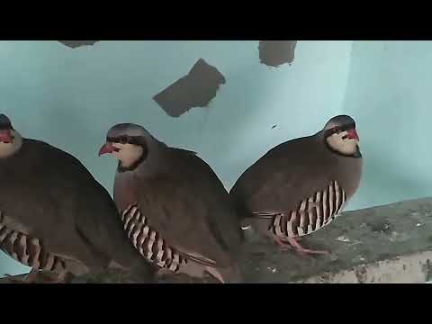 Видео: Разведение кеклика в домашних условиях🦃🦆🐓Разведение горной куропатки