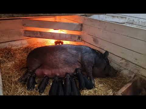 Видео: Я БОЛЬШЕ НИЧЕМ ПОМОЧЬ НЕ МОГУ