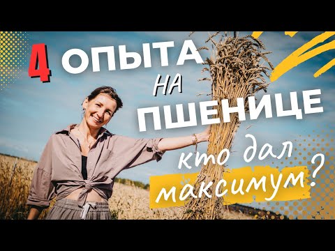 Видео: Пшеница 2025: 4 схемы + контроль — прибавка 5,7 ц/га при минимальных вложениях! Кто победитель?!