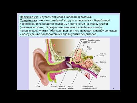 Видео: Дубынин В. А. - Физиология сенсорных и двигательных систем - Слуховая система мозга. Среднее ухо