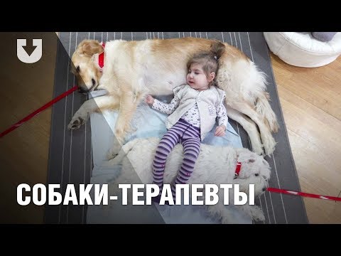 Видео: Как собаки помогают лечить детей