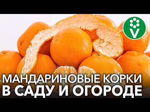 Видео: НЕ ВЫБРАСЫВАЙТЕ МАНДАРИНОВУЮ КОЖУРУ, а применяйте ее с пользой в саду и огороде