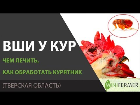 Видео: ВШИ У КУР - КАК ВЫВЕСТИ? Препараты, обработка курятника от вшей, клопов, пероедов.