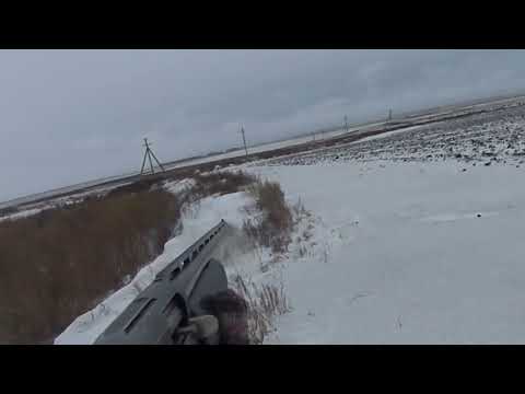 Видео: Охота на зайца. Мишаня разогнал всех зайцев. Сезон 2023-2024 №182.