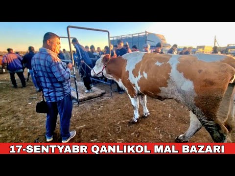 Видео: 17-СЕНТЯБРЬ/КАНЛЫКОЛ МАЛ БАЗАРЫ/СКОТНЫЙ РЫНОК/BUQALAR/BIG BULLS IN THE WORLD/BIG COW