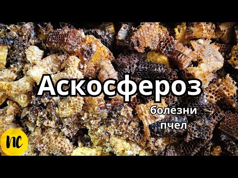 Видео: Аскосфероз. Болезни пчел. Как лечить Аскосфероз пчел.